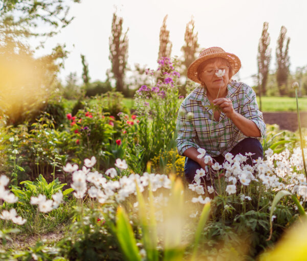 Senior gardener harvesting anemone flowers in spring garden. Retired woman smelling bloom on flower bed at sunset. Gardening